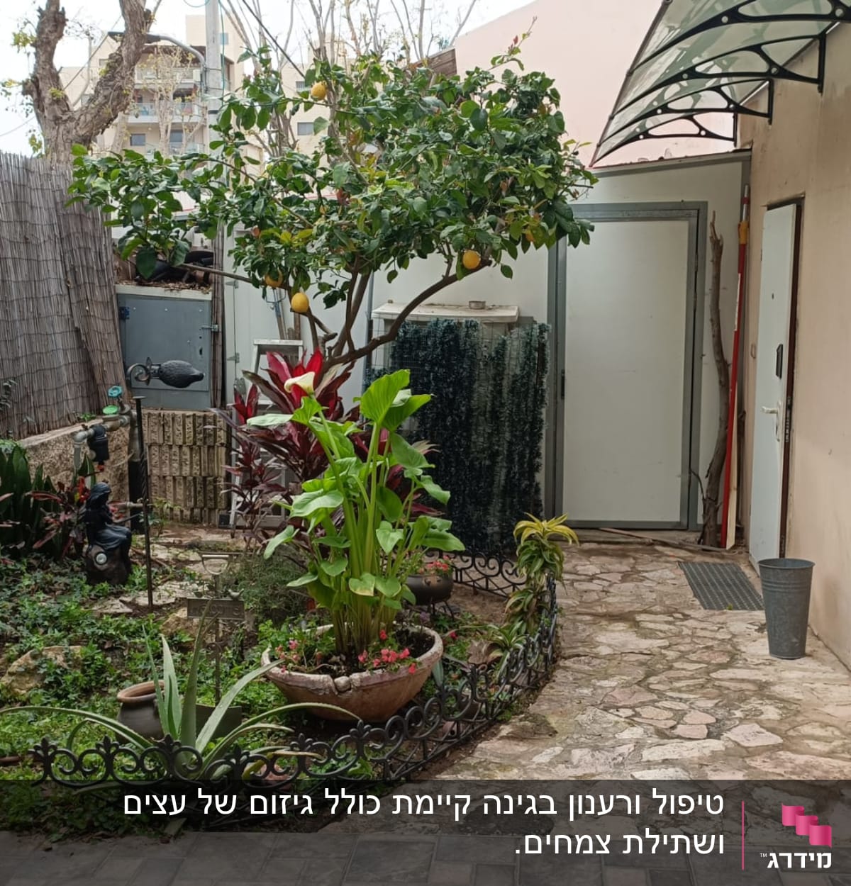 צינור השקיה, עצי פרי, עציצים ופרחים בגינה קטנה